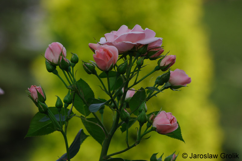 CRW_5960