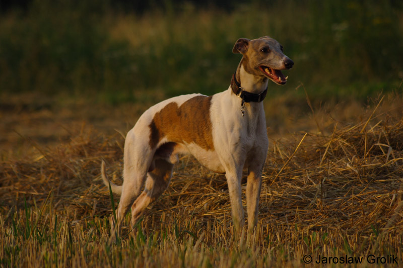 CRW_6070