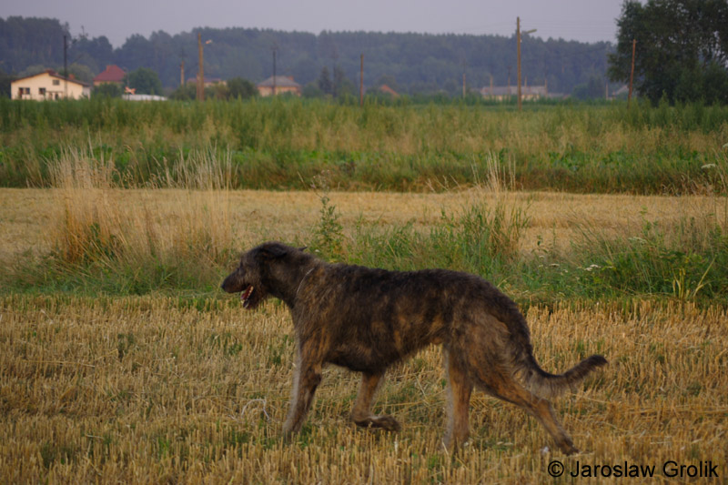 CRW_6110