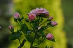 CRW_5960