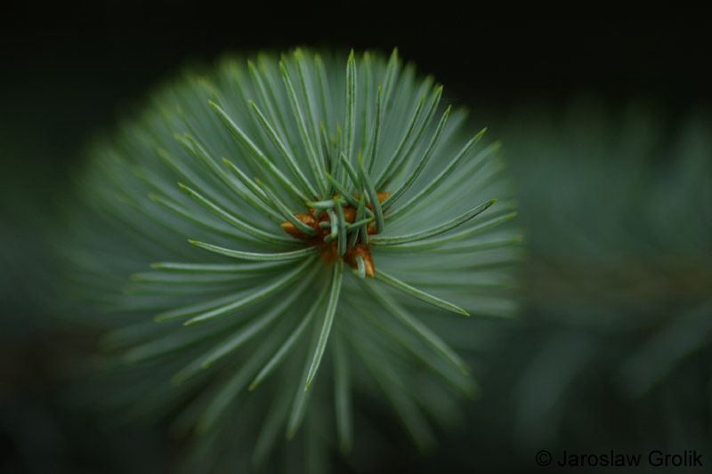 CRW_6150