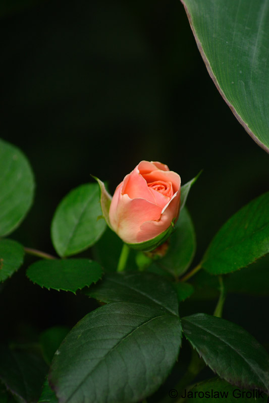 CRW_6172