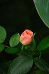CRW_6172
