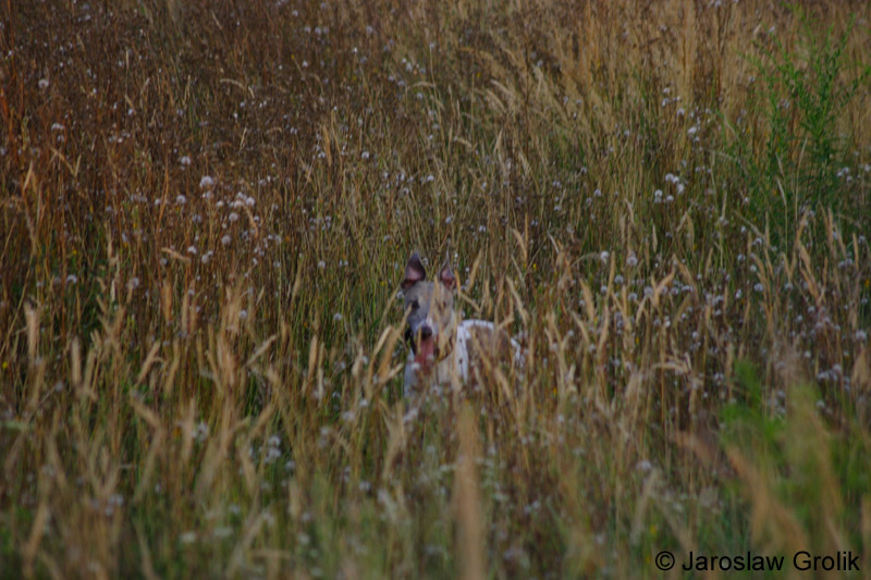 CRW_6685