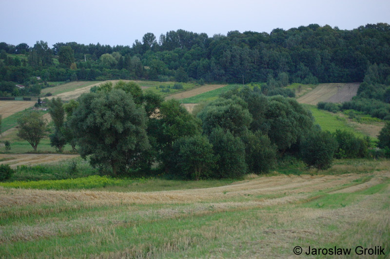 CRW_6715