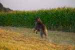 CRW_6667