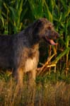 CRW_6681