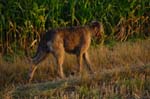 CRW_6683