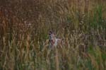 CRW_6685