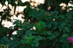 CRW_6689
