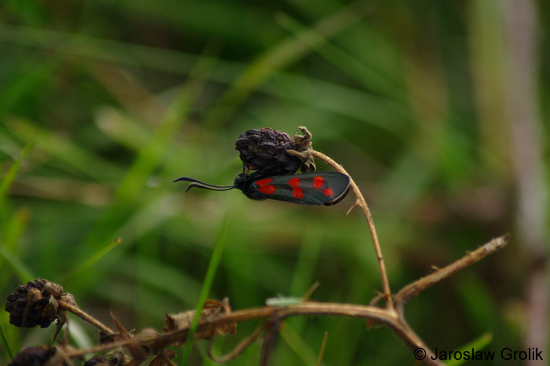 CRW_6777