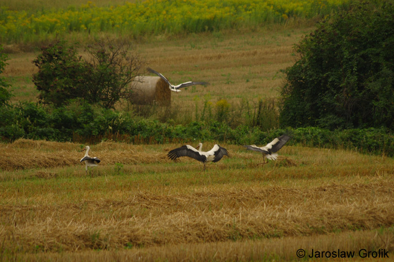 CRW_6844