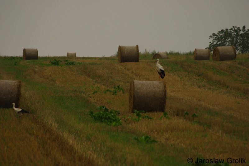 CRW_6852