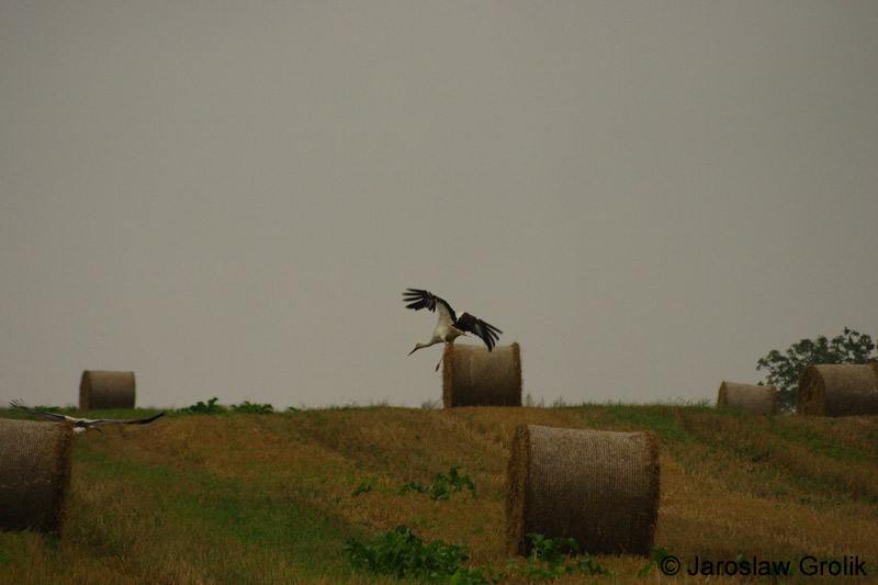 CRW_6854