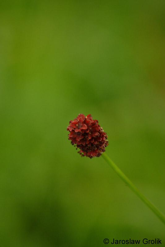 CRW_6986