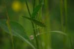 CRW_6821
