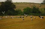 CRW_6842