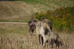 CRW_7726