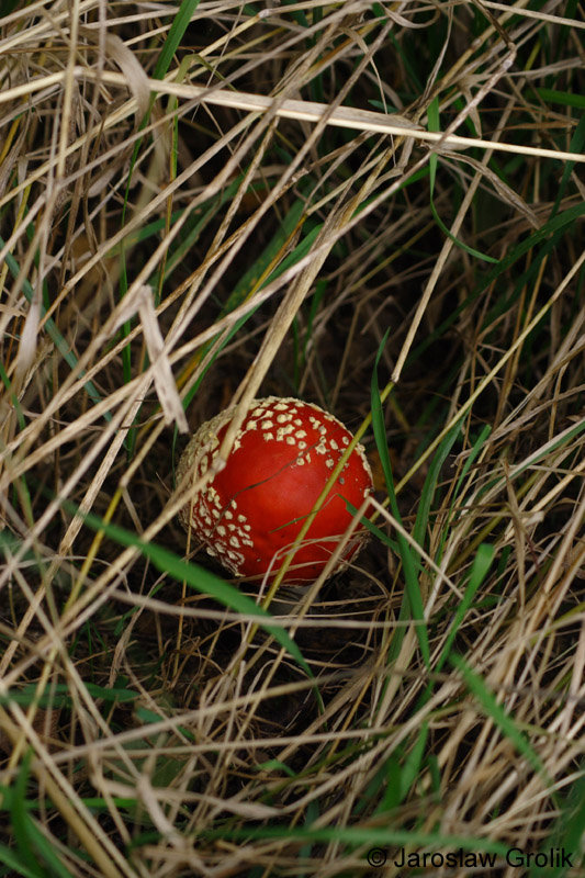 CRW_7745