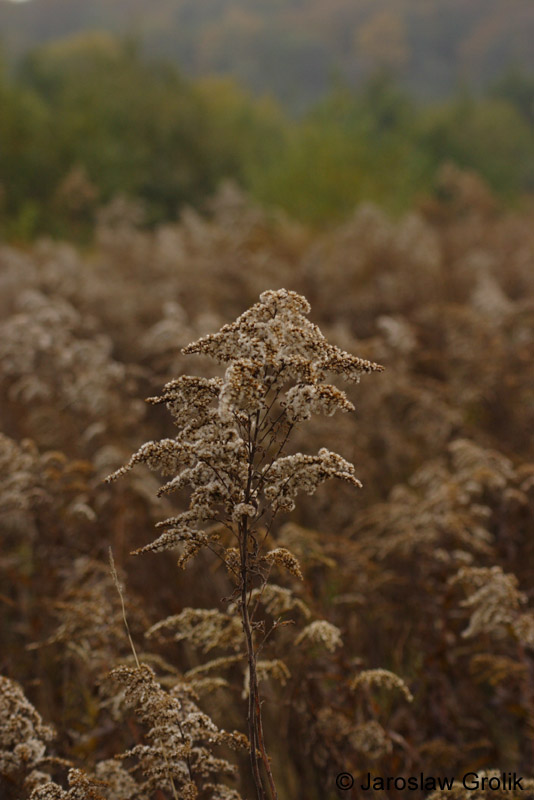 CRW_8338
