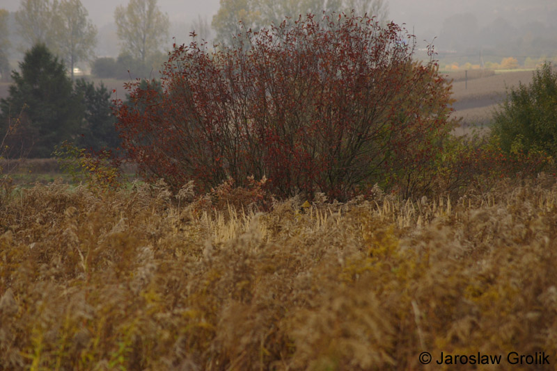 CRW_8416