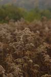 CRW_8338