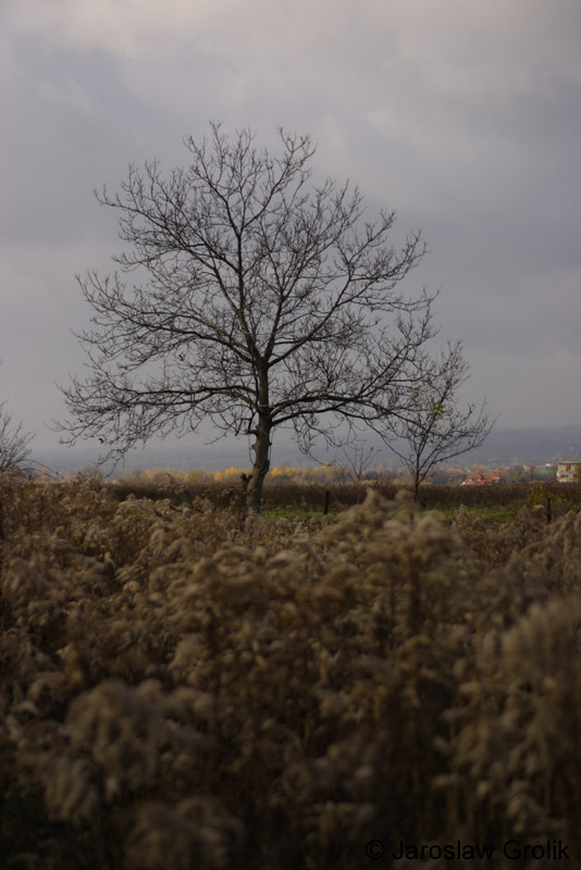 CRW_9610