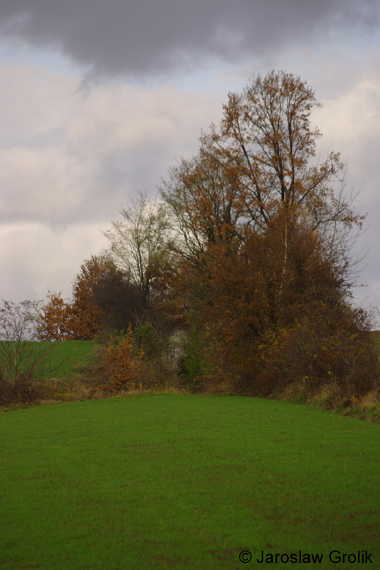 CRW_9618