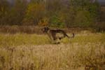 CRW_9598