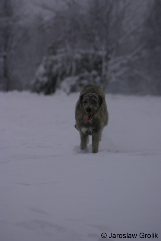 Wilczarz