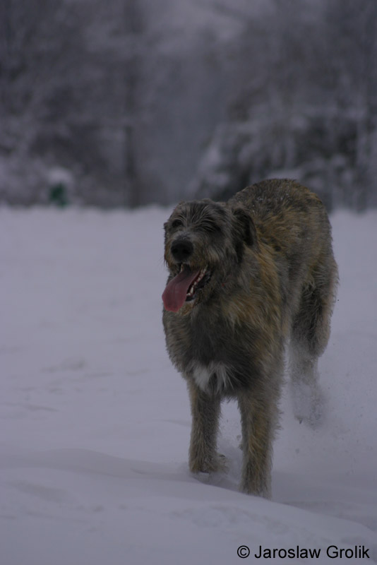 Wilczarz
