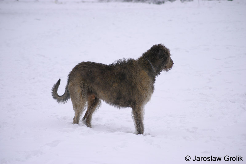 Wilczarz