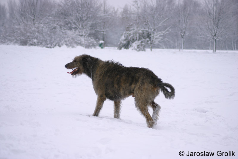 Wilczarz