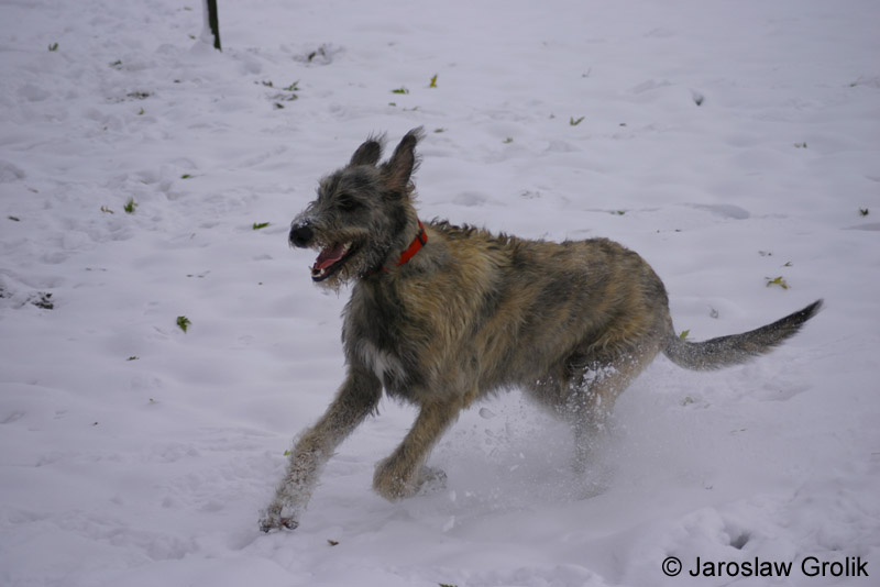 Wilczarz