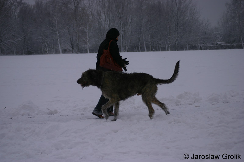 Wilczarz