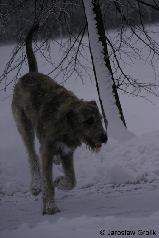 Wilczarz