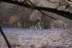 CRW_0617