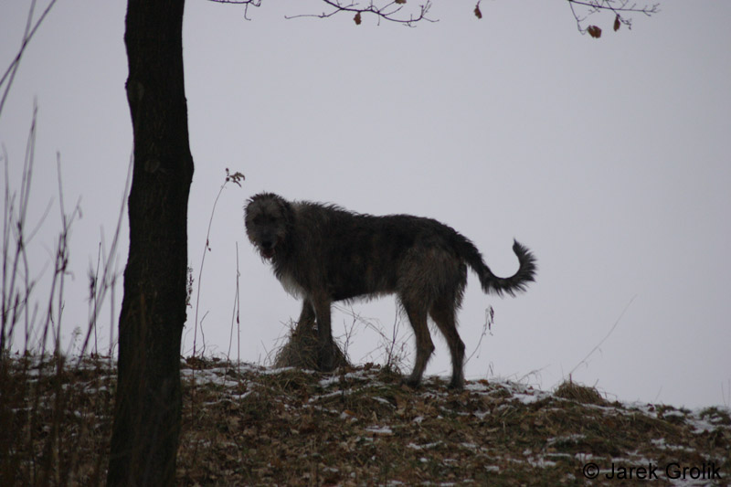 CRW_0743