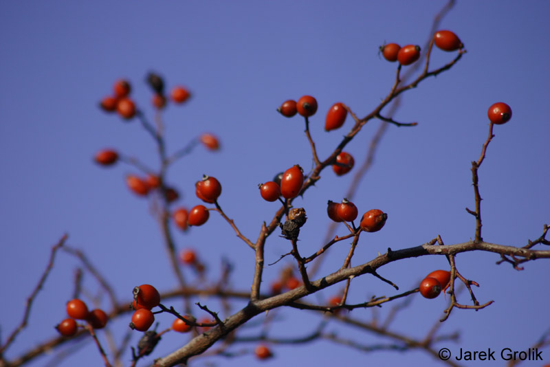 CRW_0918