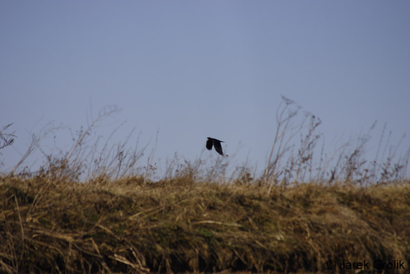 CRW_0925