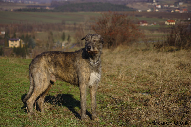 CRW_0935
