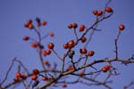 CRW_0918