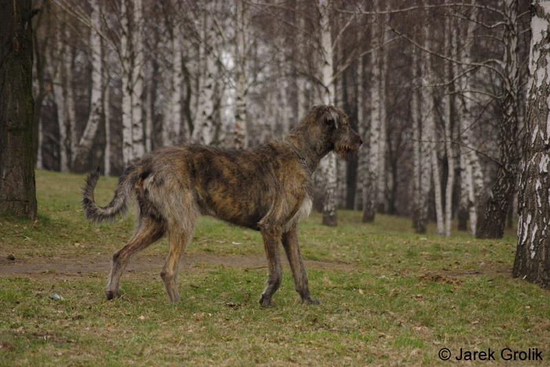 Immelmann_sagittraius_003