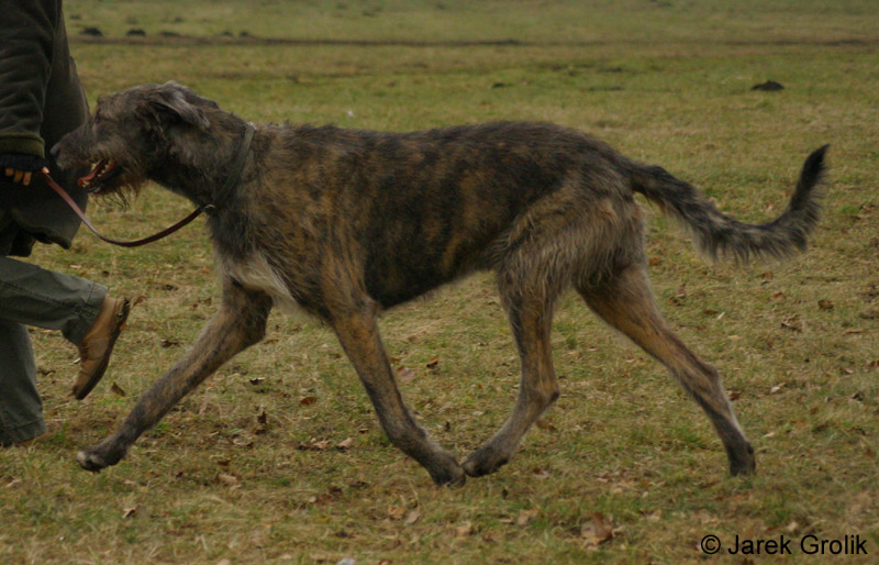 Immelmann_sagittraius_004