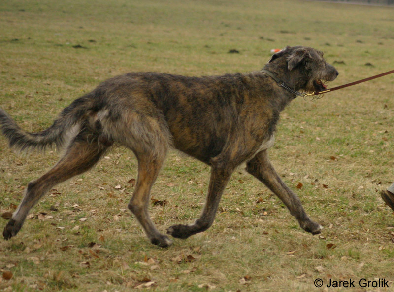 Immelmann_sagittraius_005