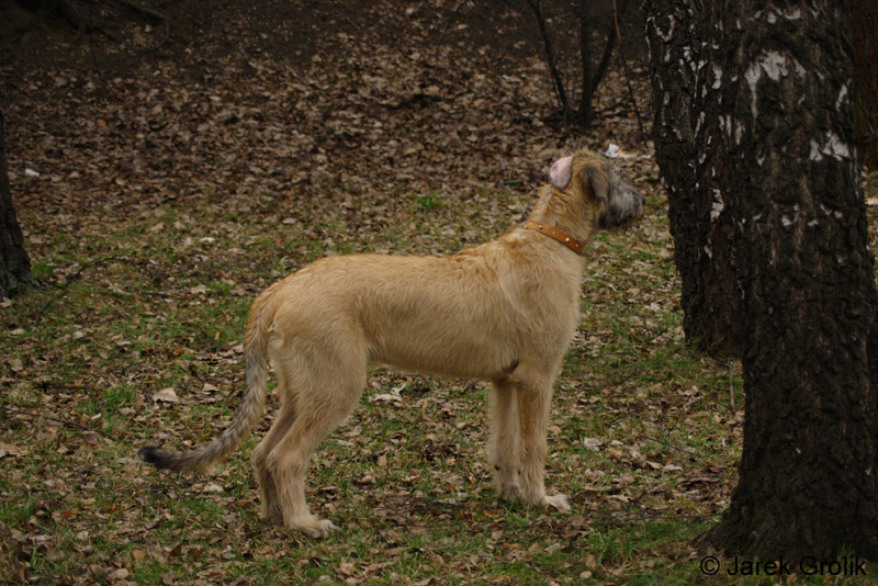 couperin_knallasens005