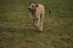 couperin_knallasens004