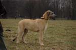 couperin_knallasens015