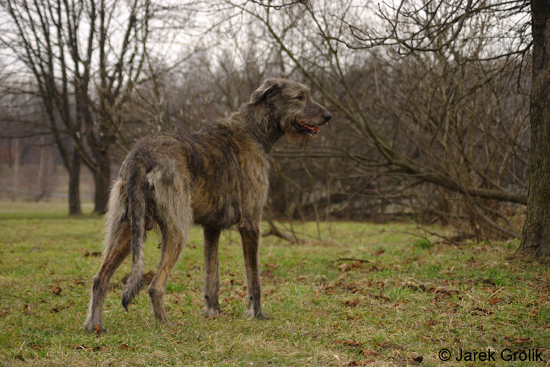 01_immelmann_sagittarius_002