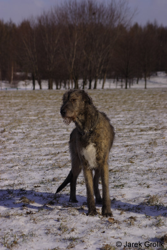 03_immelmann_sagittarius_003